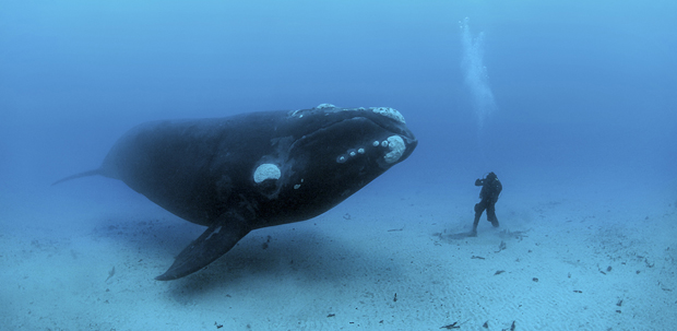 Southern Right Whale by Brian Skerry