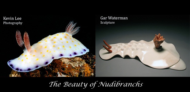 Nudibranchs copy